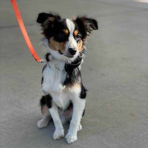 Harley (Mini Aussie)