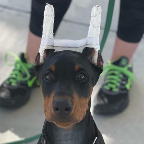 Omen (Doberman)