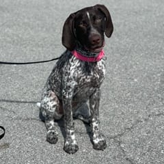 Aggie (German Shorthair Pointer)