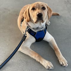 Ajax (Yellow Lab)