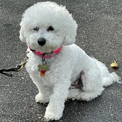 Bella (Bichon)