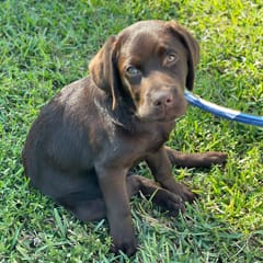 Boomer (Chocolate Lab)