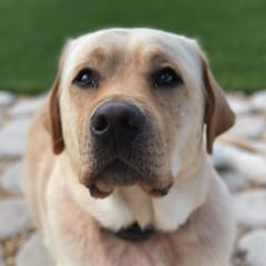 Bubba (Yellow Lab)