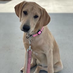 Clover (Yellow Lab)