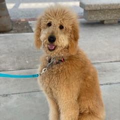 Enzo (Golden Doodle)