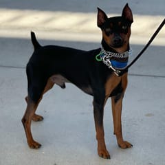 Jax (Minpin)