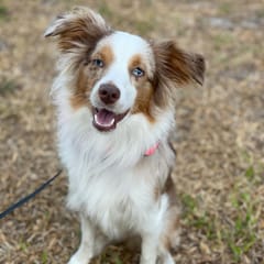 Jazzy (Toy Aussie)