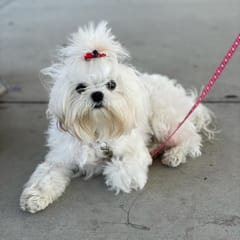 Monet (Maltese)