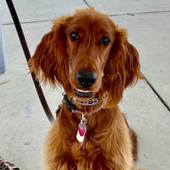 Ruby (Irish Setter)