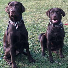 Sally & Bentley (Chocolate Labs)