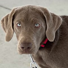 Scarlett (Silver Lab)