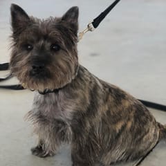 Skye (Cairn Terrier)