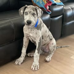 Thor (Great Dane)