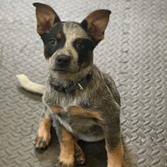 Zoey (Blue Heeler)