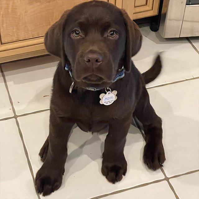 Puppy Class